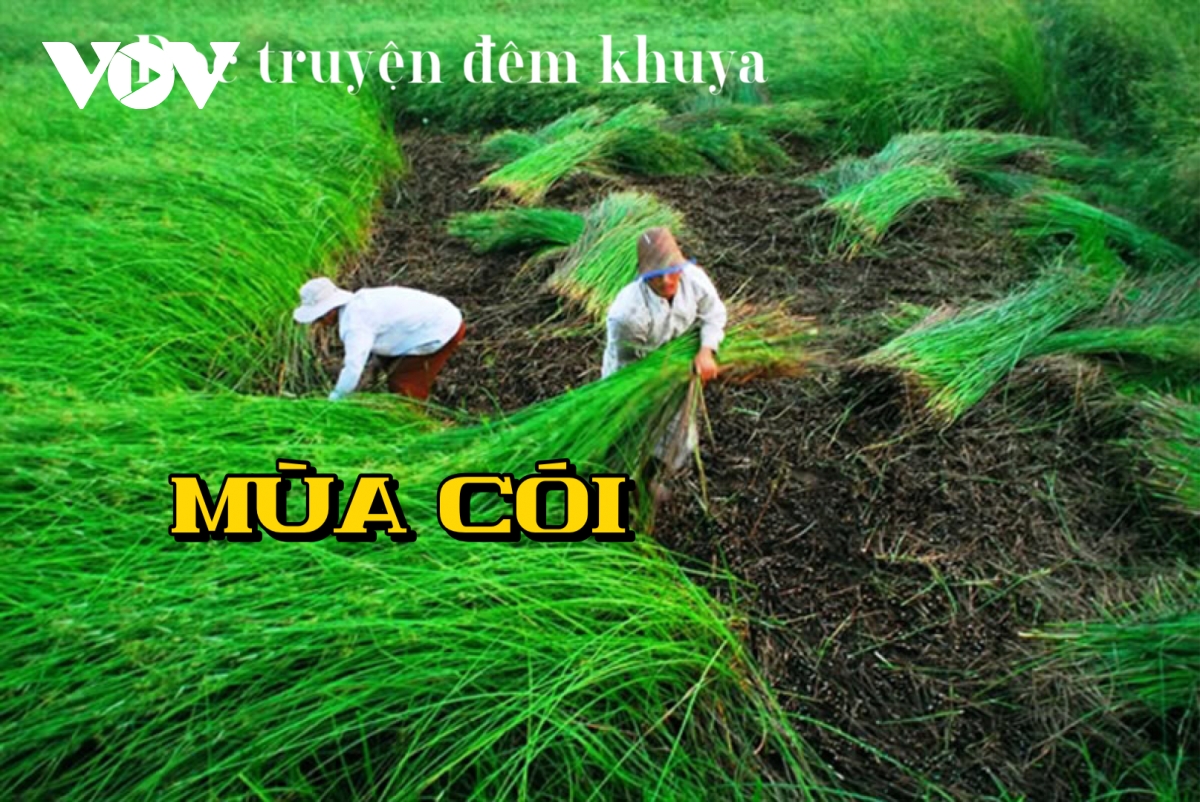 Truyện ngắn "Mùa cói" - mùa của tình thân, tình yêu thương